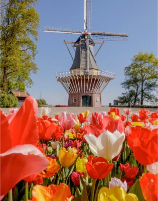 van der laan keukenhof